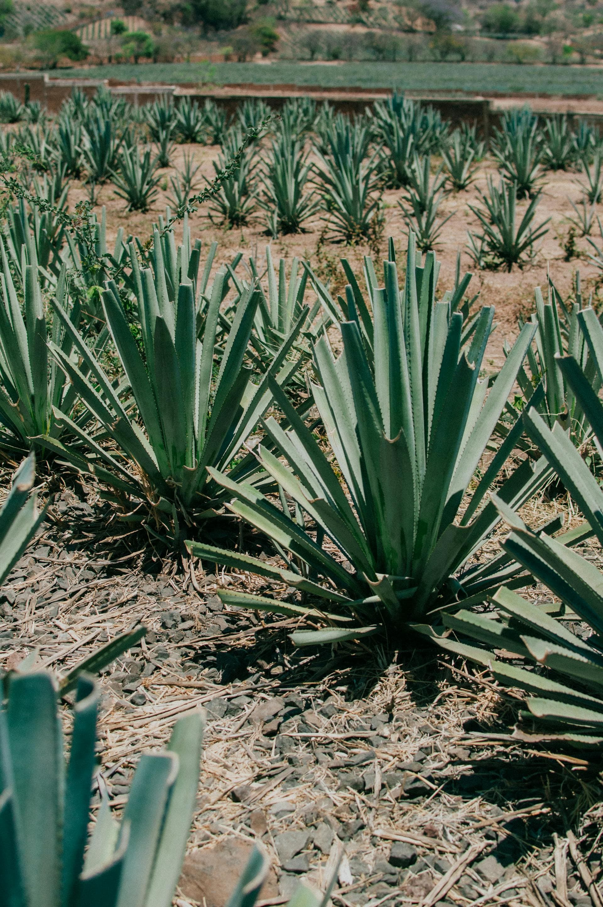 Imagen del Tour del Tequila